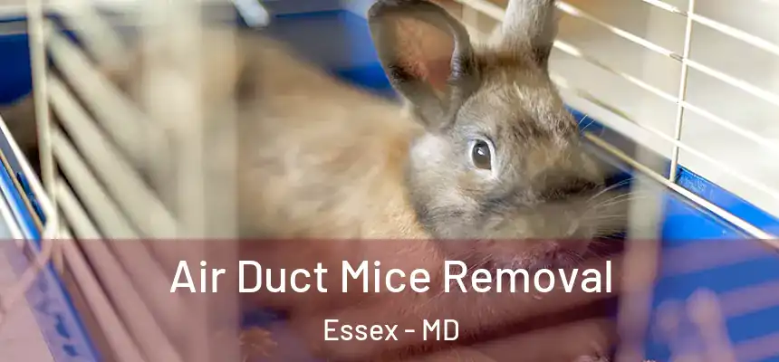  Air Duct Mice Removal Essex - MD